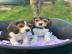 Sch?ne Beagle-Welpen bereit