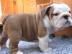 Englische Bulldoggen Welpen Gesund & Fr