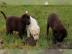 Bildsch�ne Labrador Welpen mit Papieren