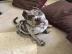gesunde pitbull welpen zur verf�gung