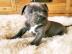 American PitBull Welpen