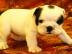 Englisch Bulldogge Welpen. . . . . . 