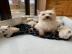 Kc registrierte West Highland Terrier