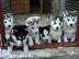 Zuckers��e Mini Siberian HuskyHund in li