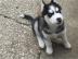 Siberian Husky Welpen