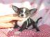 **Wunderschne Mini Chihuahua Welpen**