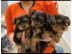 Zuckers??en Yorkshire Terrier Welpen