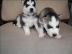 Entz?ckender Siberian Husky-Welpe