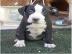 AMSTAFF WELPE F?R DIE ANNAHME