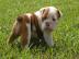 Englische Bulldoggen-Welpen zum Re-Homin