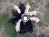 Reinrassige Labrador Welpen