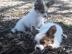 Beautiful Papillon puppies