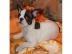 Bildsch�ne Franz�sische Bulldoggen