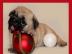 Wundersch�ne Mop Babys weibl.  und m�nnl