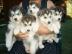 Siberian Husky Welpen Hybriden