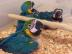 Blaue und goldene Ara Papageien zur Verf
