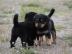 ROTTWEILER WELPEN BEREIT MIT PAPIEREN