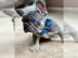 Franz?sische Bulldogge Wurf Welpen zu ve