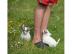 Winzig Chihuahua  Welpen haben Papiere