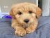 Schone Labradoodle AZ !
