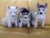 Pomsky Welpen