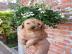 Pudelwelpen verf�gbar