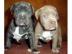 pit bull * Welpen * mit Ahnentafel aus l