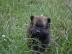 Super~s��e~zwergspitze~pomeranian~ welpe