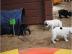S��e Franz�sische Bulldoggen Welpen