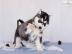 Gesund-super nette pomsky Welpen bereit,
