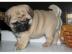 m�nnliche und weibliche Mops-Welpen