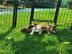 +S??e Mini Bullterrier welpen