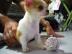 S�sse Chihuahua Lh H�ndin mit Ahnentafel