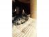 Maine Coon K�tzchen