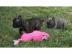 Wundersch�ne Franz�sische Bulldoggen-bab