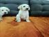 Labrador Welpe reinrassig R?de