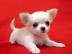Mini  Chihuahua Welpe whatsapp nummer +4