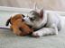 Siberian Husky Welpen