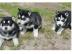 Siberian Husky Welpen abzugeben mit Papi