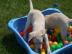 Wundersch�ne Labradorwelpen mit Papieren