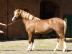 Gesunde  5 Jahre alt Walisisch  Pony Pfe