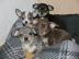 Wundersch�ne reinrassige Chihuahua Babys