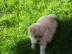 Pommersche Welpen