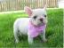 ++++Bildsch�ne- Franz�sische -Bulldoggen