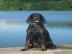 Kennel vergibt Welpen Gordon Setter