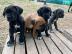 Wundersch�ne Cane Corso Welpen suchen ei