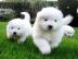 Wundersch�ne Samoyedo-Welpen (Geschenke)