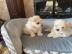 Gesunde Malteser Welpen (+393509706299)