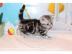 BKH Whiskas Kitten absofort abzugeben