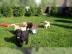 Reinrassige Labrador-Retrieverwelpen mit